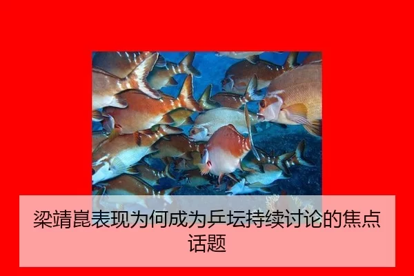 梁靖崑表现为何成为乒坛持续讨论的焦点话题